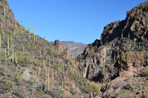 arizona cactus desert