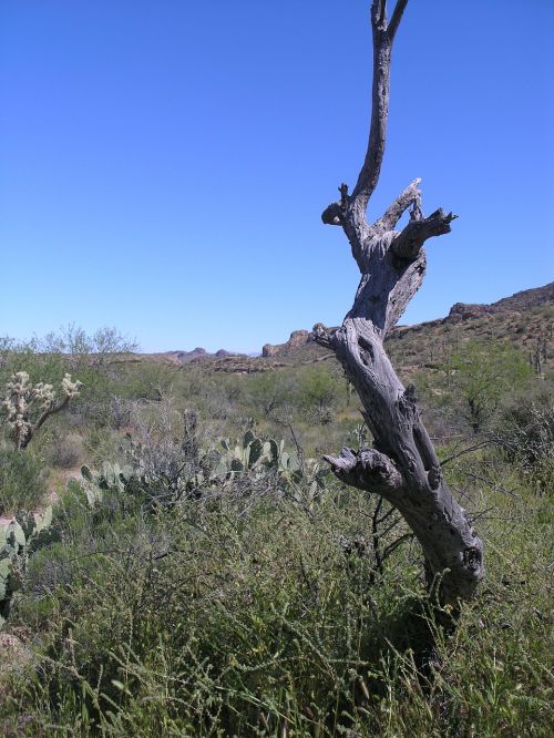 arizona desert tree