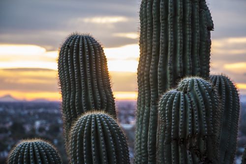 arizona desert saguaro cactus saguaro