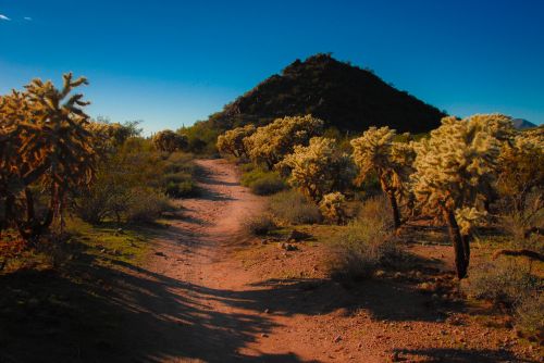 Arizona Desert Landscape