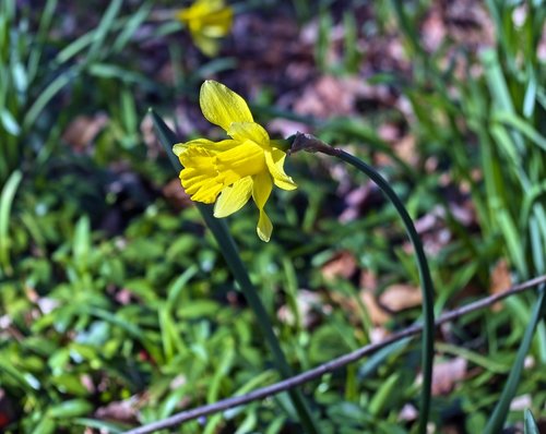 arkansas backlit daffodils 2019  garden  bloom