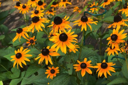 arkansas blackeyed susans  arkansas  blackeyed