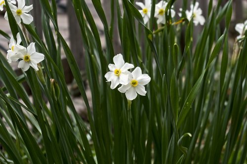 arkansas paperwhite daffodils  narcissus  garden