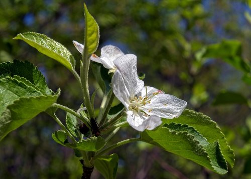 arkansas spring apple blossoms  blossom  spring