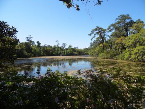 arlie garden pond water