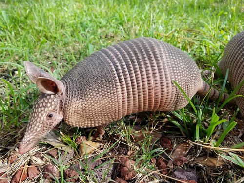 armadillo  mammal  nature