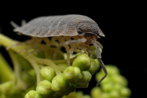 armadillo worm bug