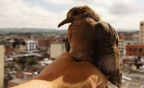 armenia quindio colombia