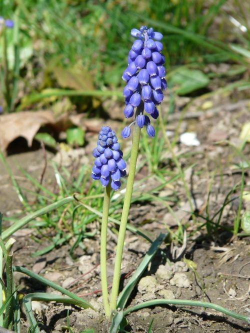 armenian traubenhyazinthe flower blossom