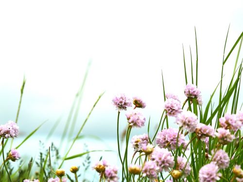 armeria maritima pink nature