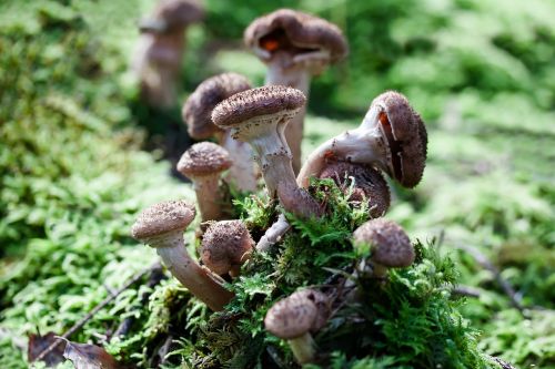 armillaria mellea mushrooms brown