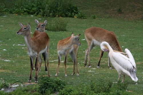 armpits animal animals