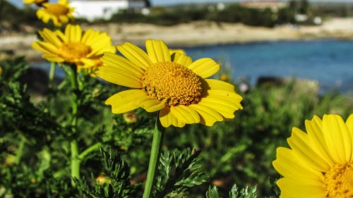 arnica flower blossom