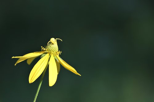 arnica flower  crab spider  misumena vatia