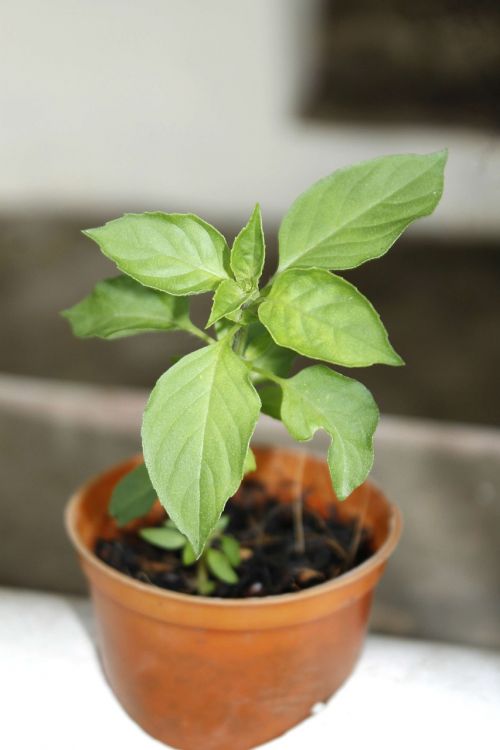 aromatic basil vegetable culinary