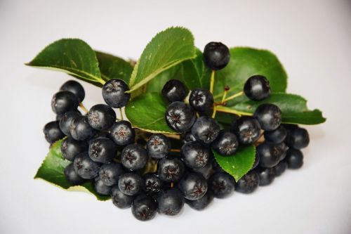 aronia fruit healthy eating