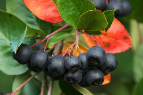 aronia bush plants