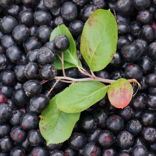 aronia berry black