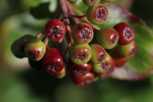 aronia bush berries