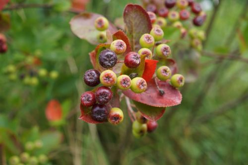 aronia berries food