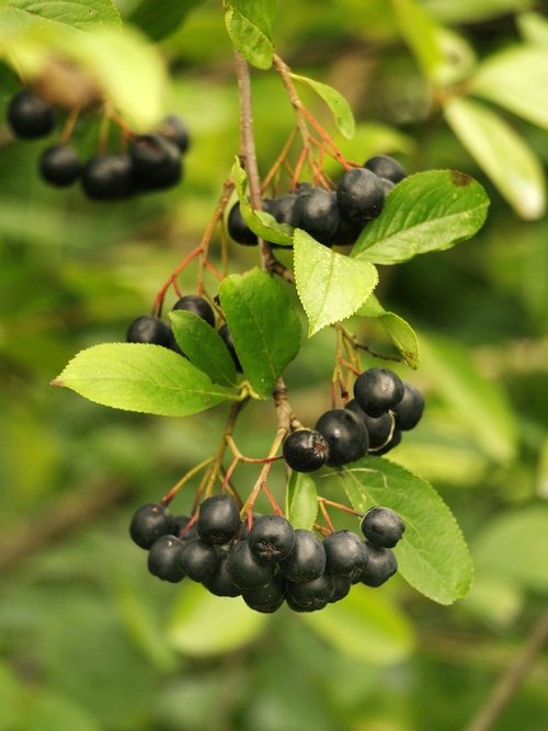 aronia  garden  berry