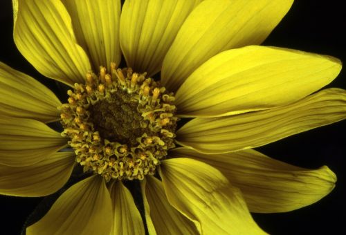 arrowleaf balsamroot flower bloom