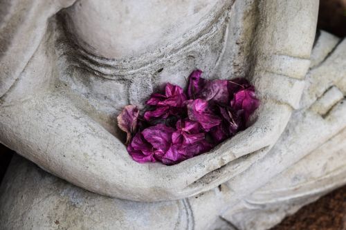 art dried petals flowers