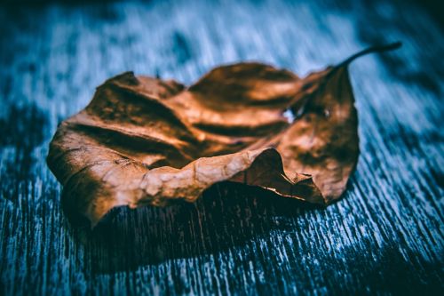 art autumn leaf blur