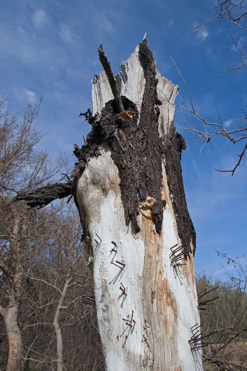 art tree stump trunk