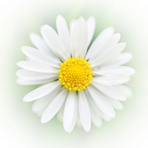 art daisy flower