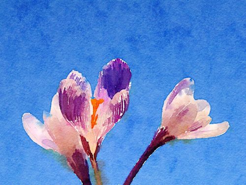 art watercolour flower