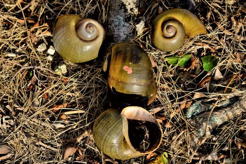 art  shell  snail