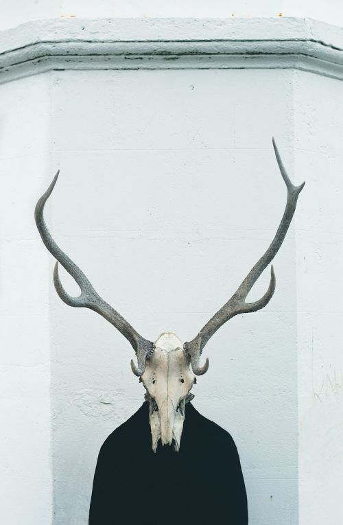 art animal skull