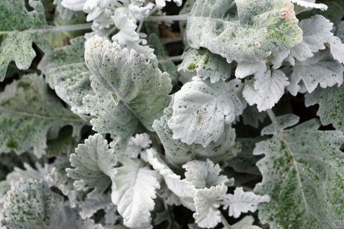 artemsia plant grey