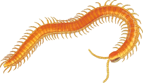 arthropod centipede myriapoda
