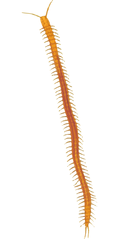 arthropod centipede myriapoda