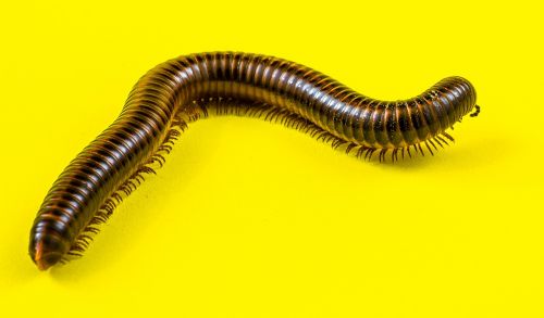 arthropod giant tausendfüßer millipedes