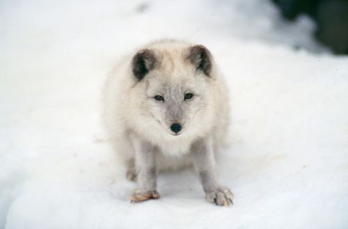 artic fox mammal wildlife