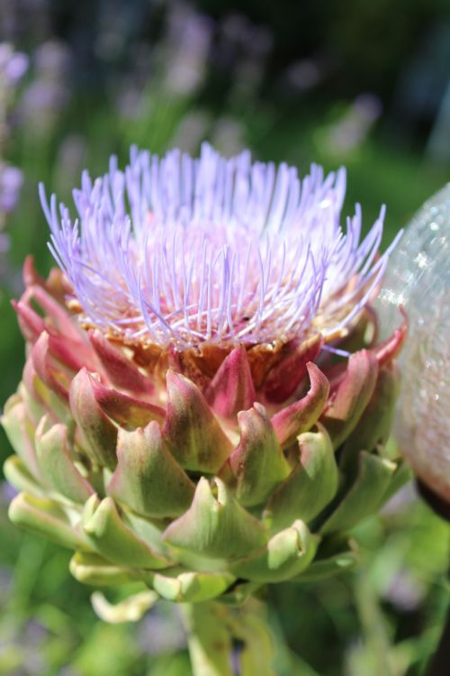 artichoke blossom bloom