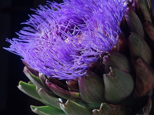 artichoke blossom bloom