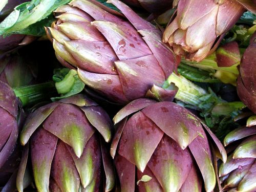 artichoke vegetables plant