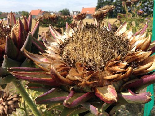 artichoke artichokes autumn