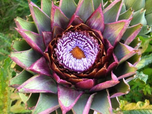 artichoke flower blooming