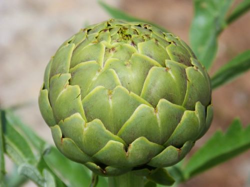 artichoke vegetable detail