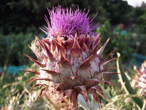 artichoke flower orchard