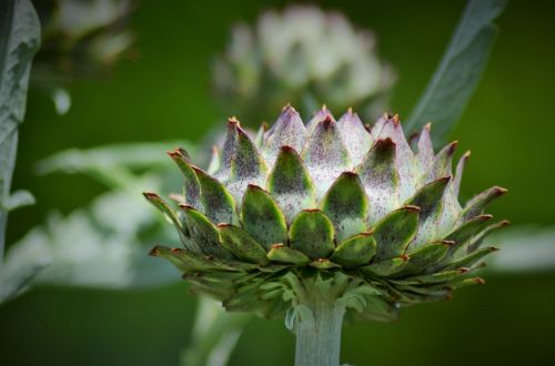 artichoke artichoke flower vegetable