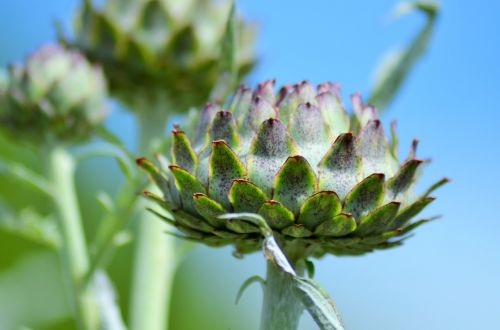 artichoke artichoke flower vegetable