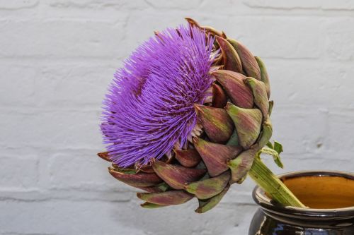 artichoke blossom bloom