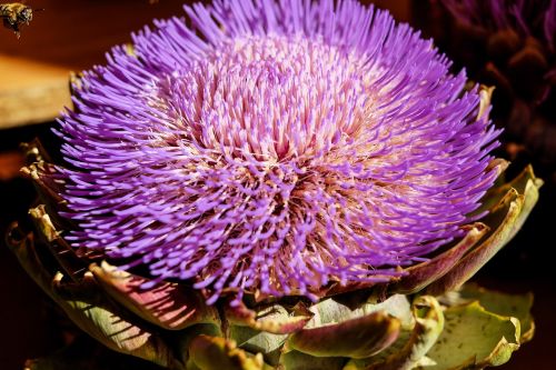 artichoke vegetables blossom