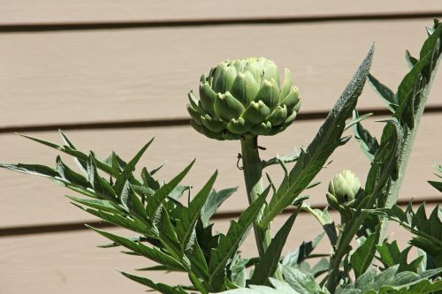 artichoke vegetable plant